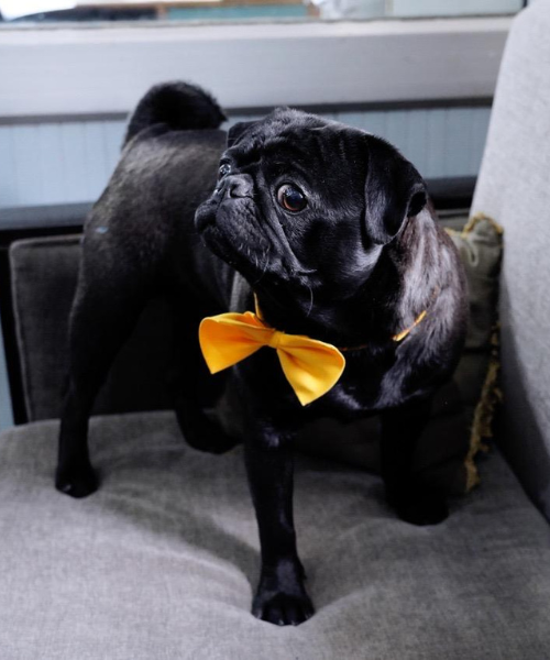 Gulab Jamun - will always be missed